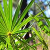 Saw palmetto